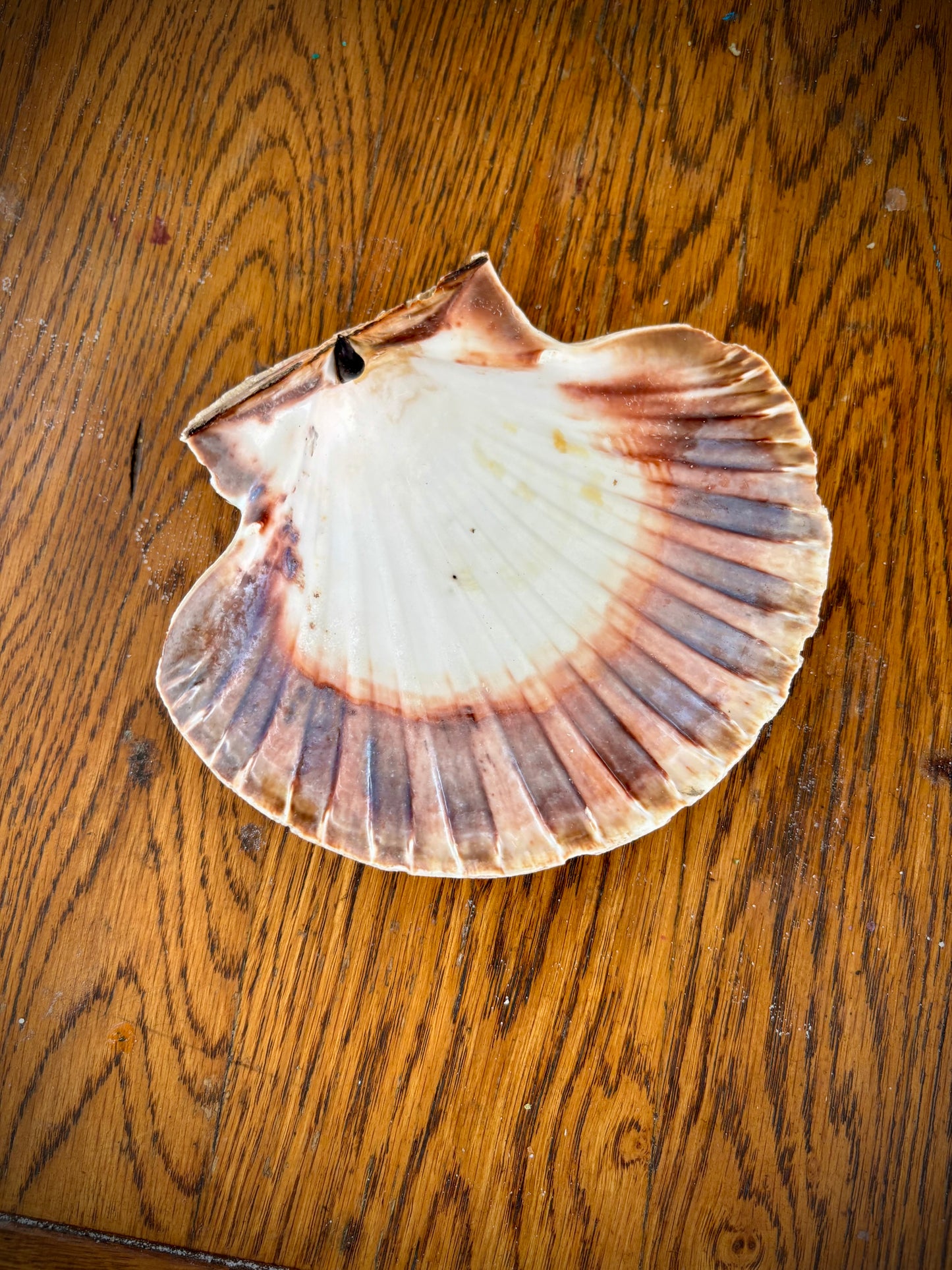 Natural Scallop Shell Dish