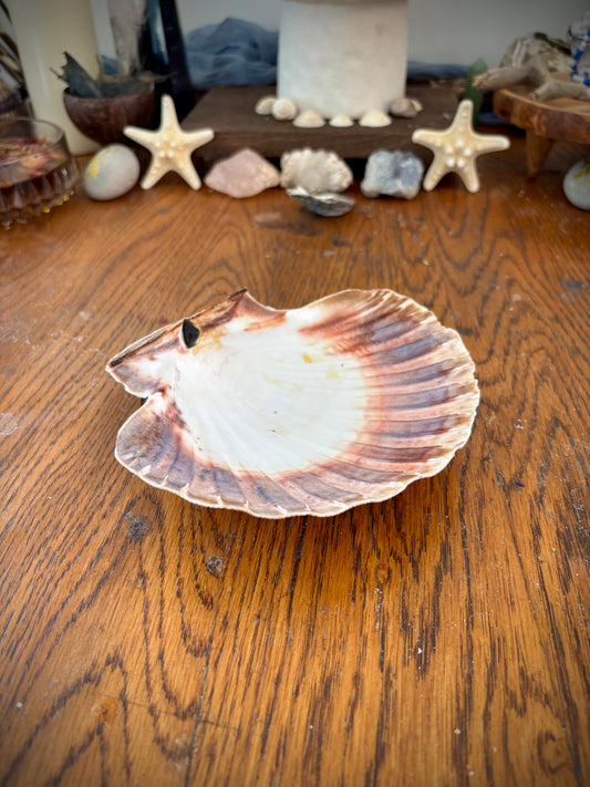 Natural Scallop Shell Dish