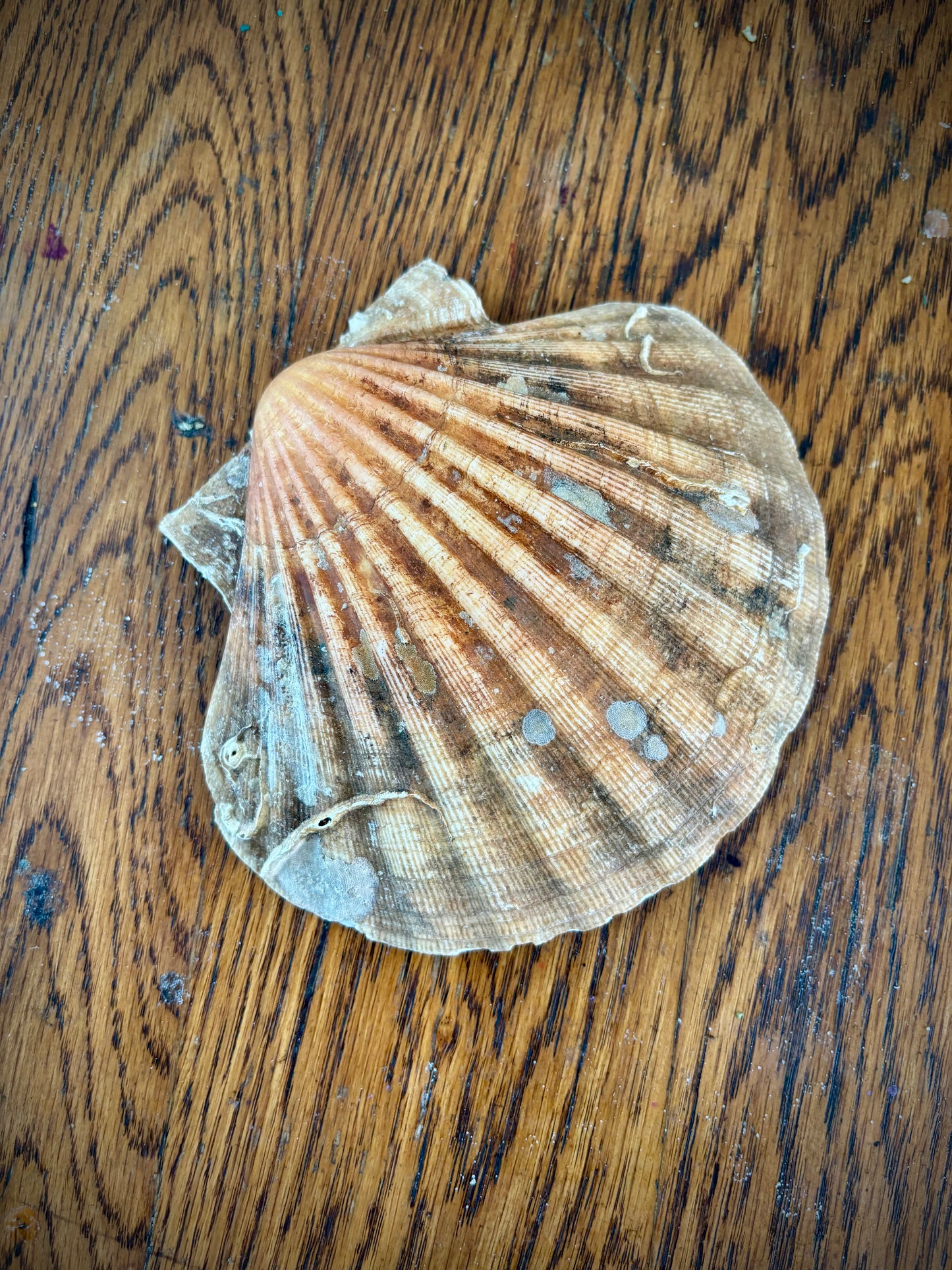 Natural Scallop Shell Dish